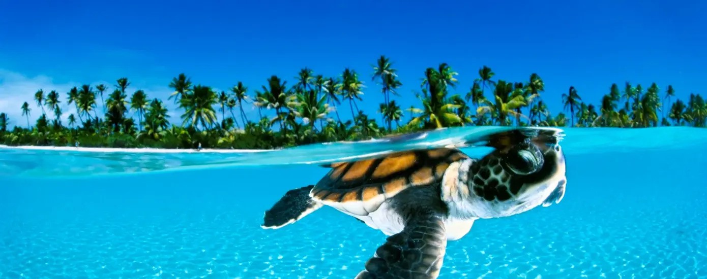 best-underwater-housing