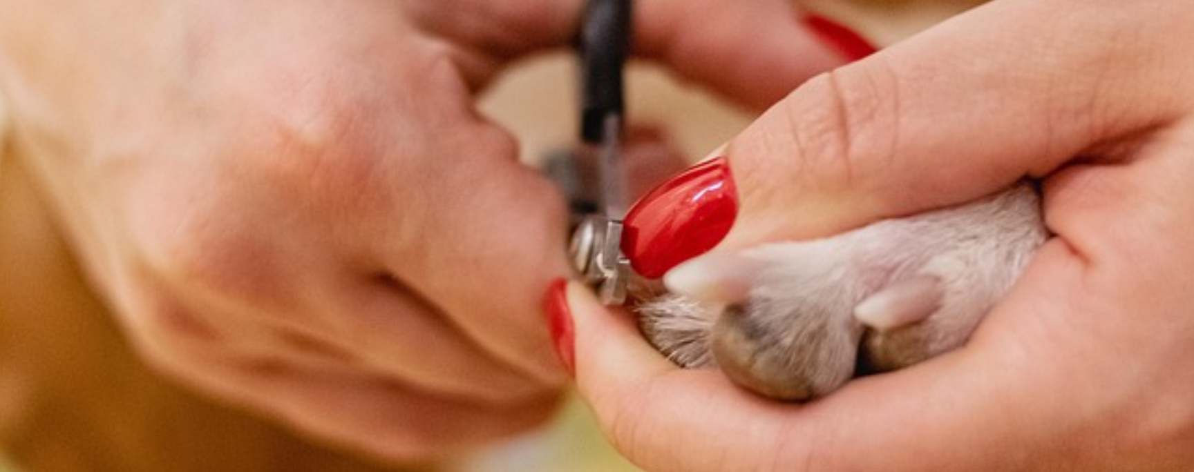 PetSnowy Pet Tech: Clean, Safe, Effortless Care
